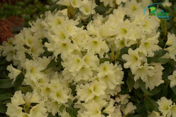 Rhododendron Duftheke